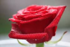 Elisabeth LAVALL - LAVALL ELISABETH